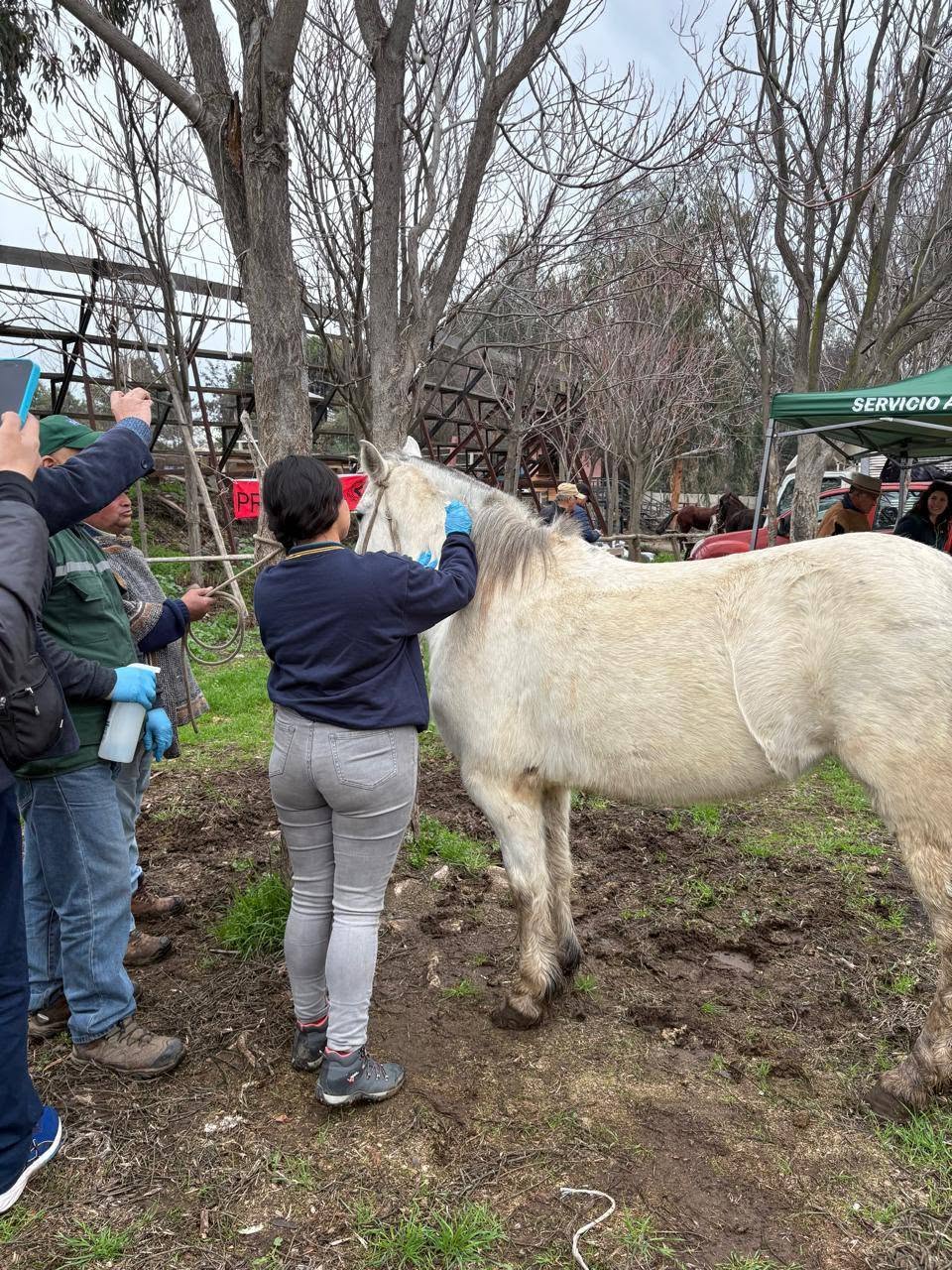Electivo de Procedimientos y manejos veterinarios básicos en terreno