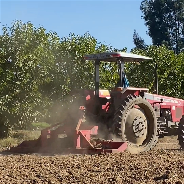 Plantación Bunching